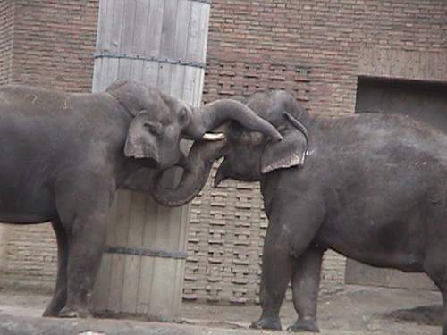 Elephants.