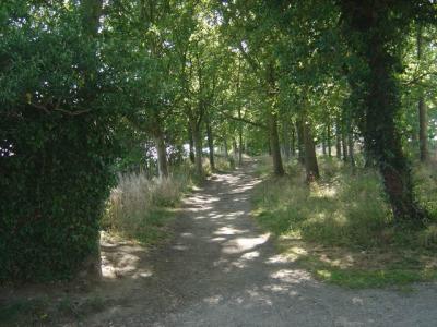 Trail Offshoot from Hollybank Lane
