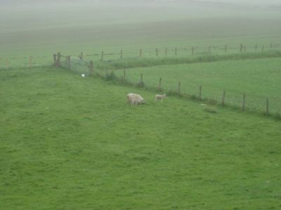 Sheep