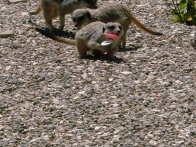 Meerkat and Pacifier