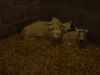 Lambs Indoors at Hesketh Farm