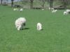 More Sheep