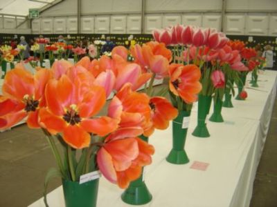 More Enormous Tulips