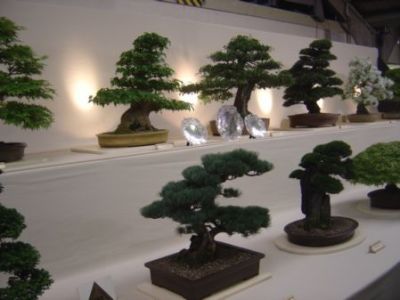 Bonsai