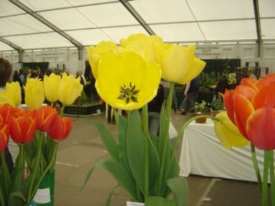 Enormous Tulips