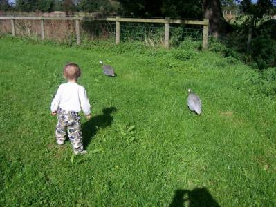 Chasing Water Fowl