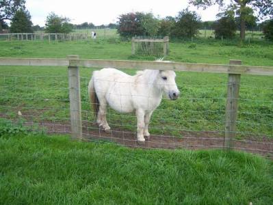 Little Horse