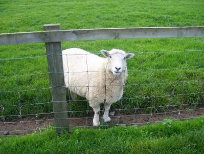 Baa
