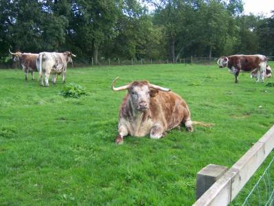 Moo