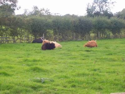 Highland Coos