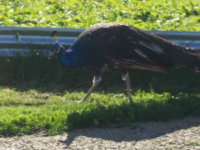 Peacock