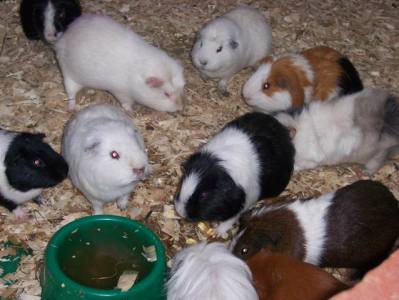 Evil Chinchillas